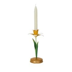 Meadow Walk Daffodil 9
