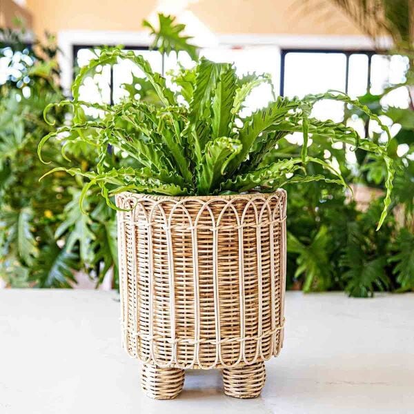 Provence Rattan Yuvarlak Saksı Beyaz Eskitme